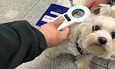 Podróżujesz z pupilem? Sprawdź, jak się przygotować