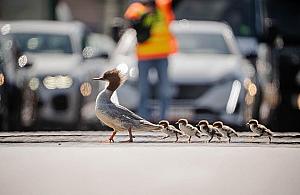 Akcja ratunkowa nurogęsi w Warszawie. Rodzina ptaków dotarła do Wisły