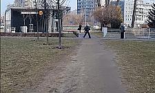 Św. Wincentego: drzewa są, chodnika nie będzie. ZDM mówi o "niegospodarności"