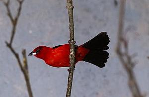 Nowe ptaki w Warszawskim ZOO. Tapirangi już czekają na zwiedzających