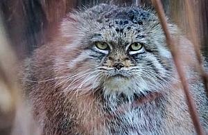 Święto tajemniczej Jessie z warszawskiego zoo