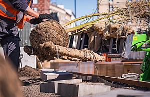 Nowe Centrum Warszawy: sadzą drzewa i tworzą ogród muzyki