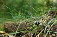 Leśny weekend w Warszawie. Spacery, warsztaty i wykłady