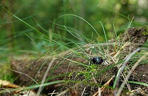 Leśny weekend w Warszawie. Spacery, warsztaty i wykłady