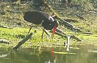 Leśny łowca w akcji. Hajstra przyłapana na precyzyjnym polowaniu