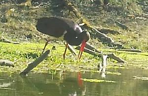Leśny łowca w akcji. Hajstra przyłapana na precyzyjnym polowaniu