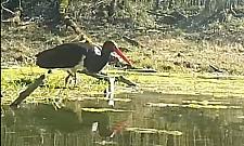 Leśny łowca w akcji. Hajstra przyłapana na precyzyjnym polowaniu