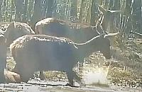 Błotne SPA w lesie? Dla jeleni to miejsce pełne zagrożeń