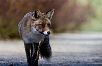 Młode lisy w Łazienkach Królewskich. Jak się zachować?