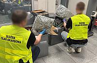 KAS przejęła 50 kg marihuany w przesyłkach z Kanady