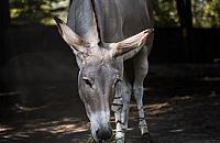Warszawskie ZOO świętuje Dzień Osła. Mieszkają tam wyjątkowe zwierzęta