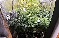 W mieszkaniu mia³ plantacjê konopi i 2,5 kg marihuany