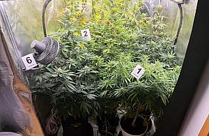 W mieszkaniu miał plantację konopi i 2,5 kg marihuany