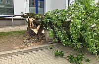 Powalone drzewo zniszczyło trzy auta na Mokotowie