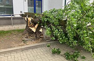 Powalone drzewo zniszczyło trzy auta na Mokotowie