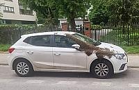 Rój pszczół oblepił auto na Mokotowie. Co oznacza taki widok?