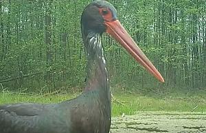 Bocian czarny z pułtuskich lasów podbija internet. Wszystko nagrała fotopułapka