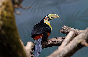 Nowi mieszkańcy warszawskiego zoo. Tukany przyciągają tłumy