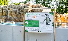 Nowy pawilon dla pingwinów otwarty. Wielkie zmiany w ogrodzie zoologicznym