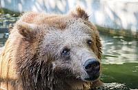 Koniec pewnej epoki. Nie żyje Sabina z Warszawskiego ZOO
