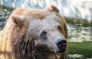 Koniec pewnej epoki. Nie żyje Sabina z Warszawskiego ZOO