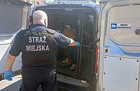 Leżał na przystanku autobusowym. Okazało się, że jest poszukiwany