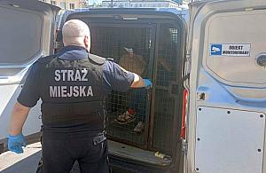 Le�a� na przystanku autobusowym. Okaza�o si�, �e jest poszukiwany