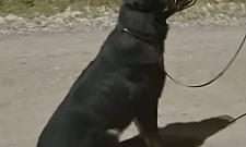 Przywi�za� psa do drzewa i zostawi� bez wody. W�a�ciciel us�ysza� zarzuty