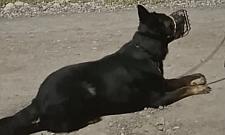 Przywi�za� psa do drzewa i zostawi� bez wody. W�a�ciciel us�ysza� zarzuty