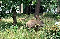 Dziki na Woli coraz cz�ciej. Radni chc� szybkiej reakcji