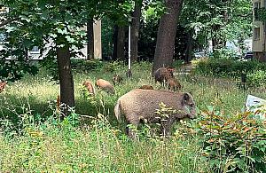 Dziki na Woli coraz cz�ciej. Radni chc� szybkiej reakcji