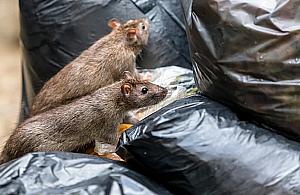 Plaga szczurów na Muranowie. Mieszkańcy mają dość, służby zwiększają deratyzację