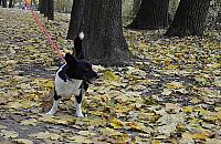 SM Jelonki ostrzega: kto� chce okaleczy� wasze psy