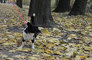 SM Jelonki ostrzega: kto� chce okaleczy� wasze psy