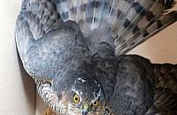 Krogulczyca uderzyła w drzwi balkonowe. Interweniował Ekopatrol